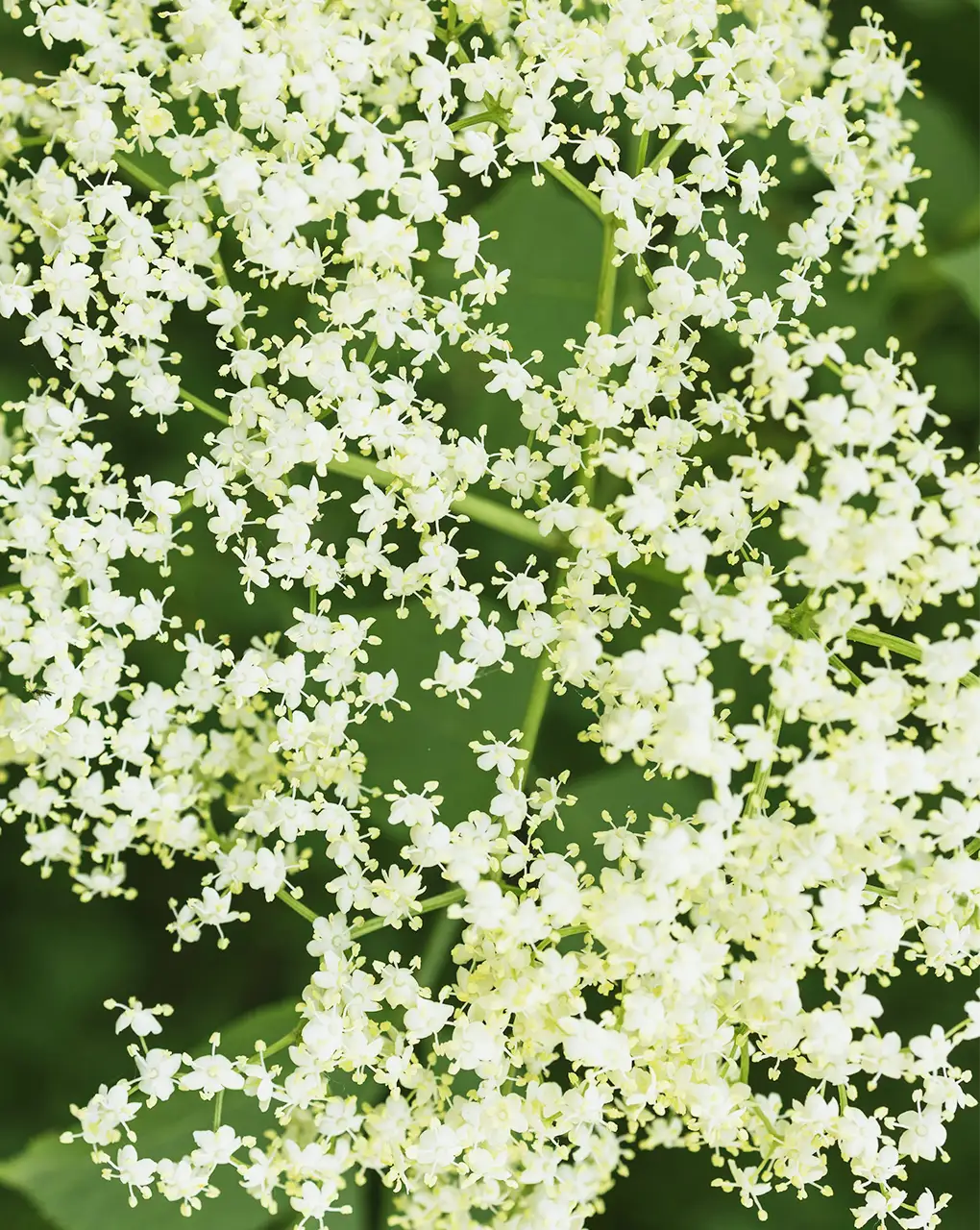 Hollunderblüte