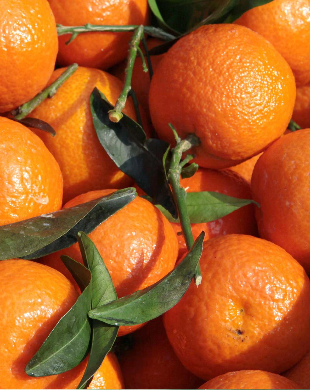 Mandarins