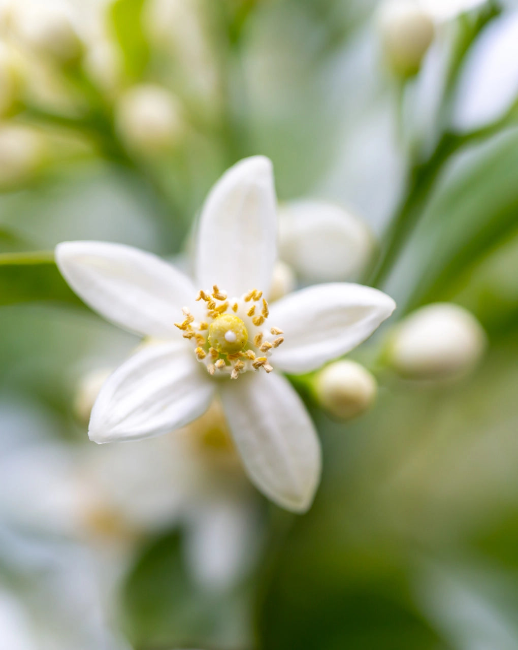 Orangenblüte